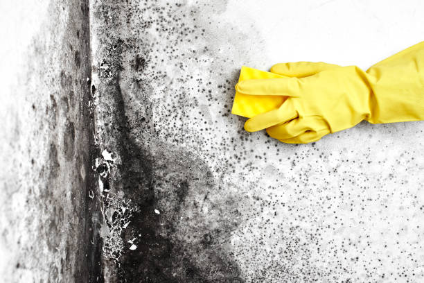 Best Industrial Mold Remediation  in Yazoo City, MS